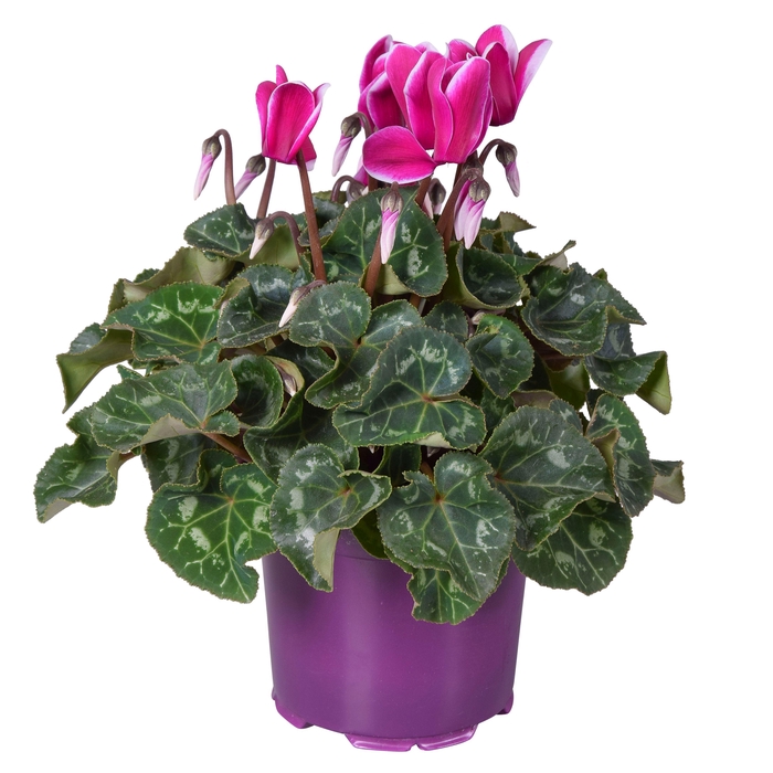 <h4>Cyclamen Super Serie Allure in Ton sur Ton kweekpot Fuji paars</h4>