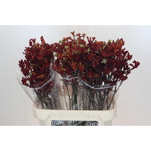 Anigozanthos Early Spring Indoor