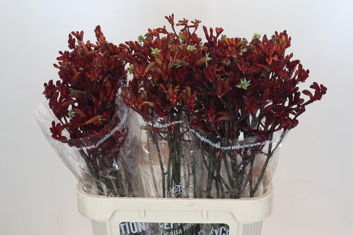 <h4>Anigozanthos Early Spring Indoor</h4>