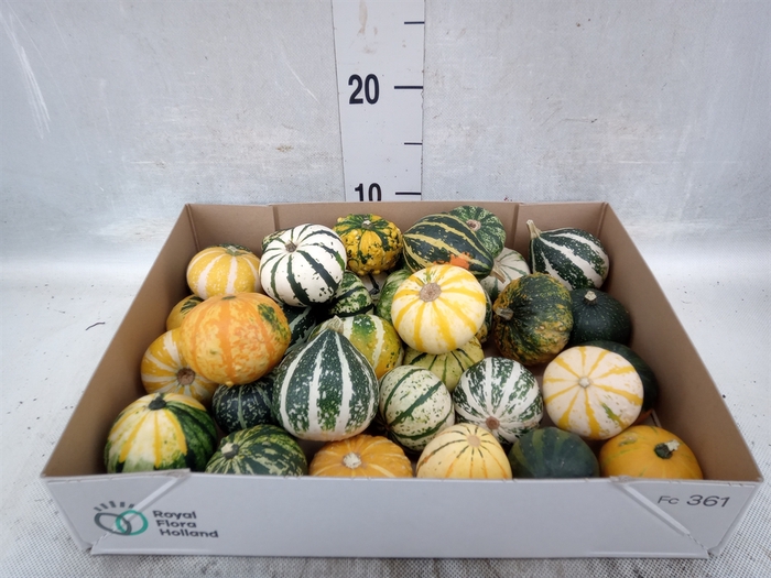 <h4>Cucurbita   ...</h4>