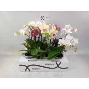 Phalaenopsis   ...mini