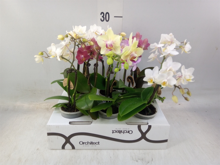 <h4>Phalaenopsis   ...mini</h4>