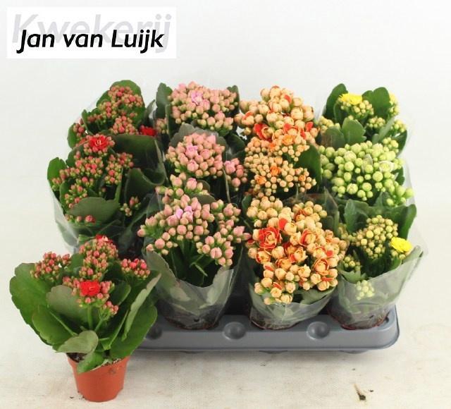 <h4>KAL GE GEM 5 KL</h4>