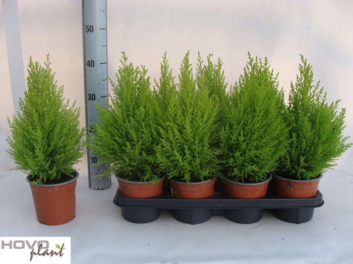 <h4>CUPR MA GOLDC WILMA</h4>