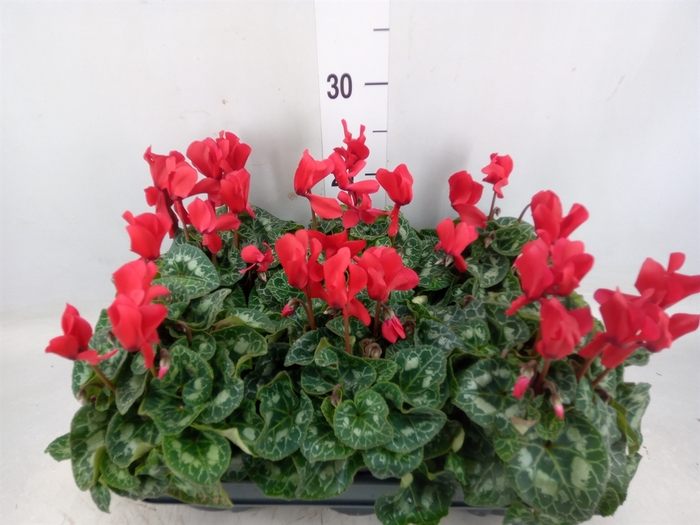 <h4>Cyclamen MD 'Allure'</h4>