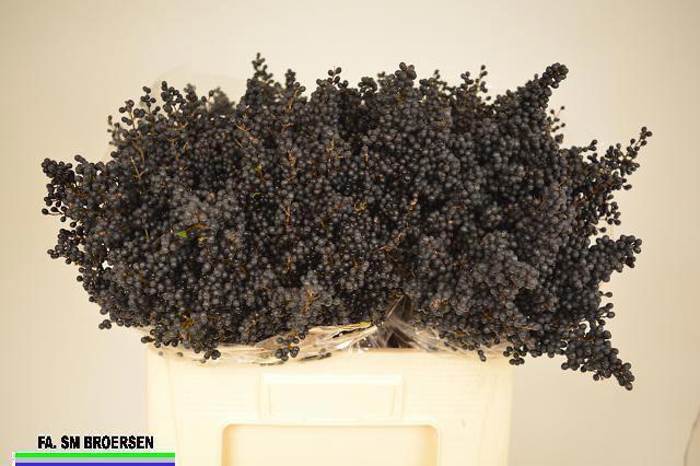 <h4>LIGU OV LIBELLE</h4>