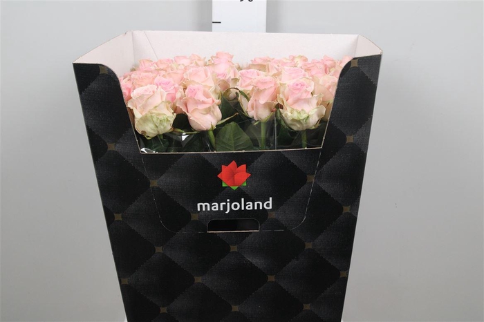 <h4>R Gr Sweet Dolomiti</h4>