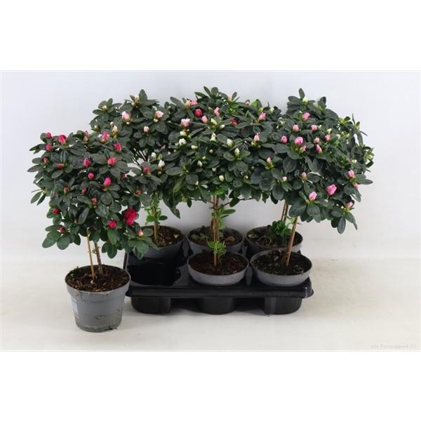 <h4>Azalea'Vogel'op'stam gemengd pot 13</h4>
