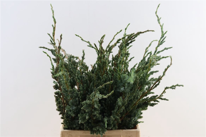 <h4>Juniperus Squamata Meyeri</h4>