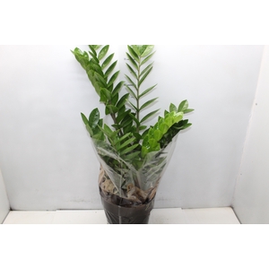 ZAMIOCULCAS P24