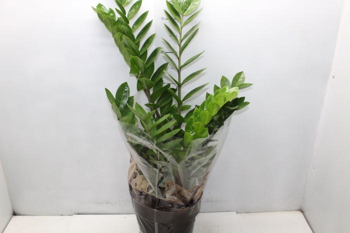<h4>ZAMIOCULCAS P24</h4>
