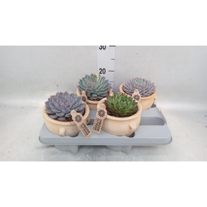 Echeveria   ...mix