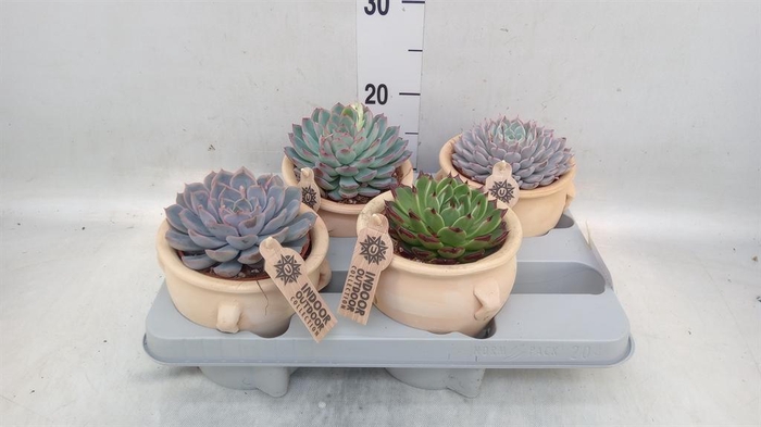 <h4>Echeveria   ...mix</h4>