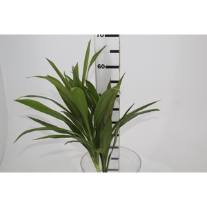 FOLH DRACENA POA FOLHA FINA