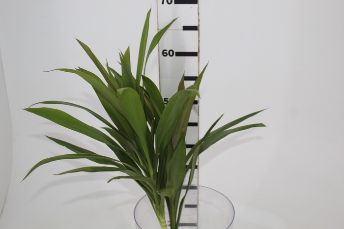 FOLH DRACENA POA FOLHA FINA