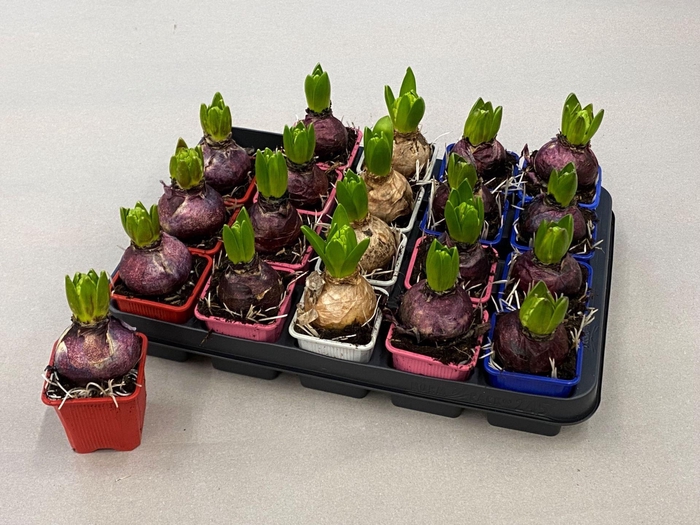 <h4>Hyacinthus orie.   ...mix 4</h4>