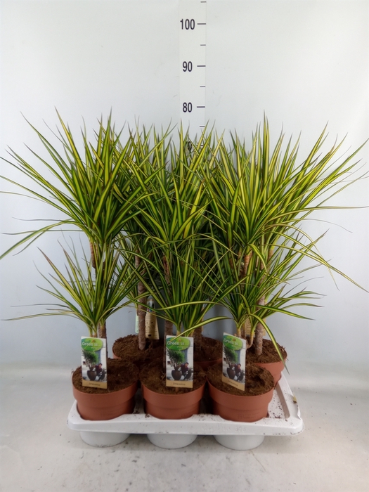 <h4>Dracaena marg. 'Sunray'</h4>