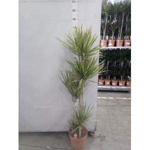 Dracaena marg. 'Bicolor'