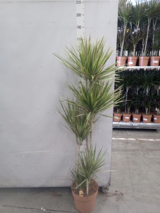<h4>Dracaena marg. 'Bicolor'</h4>