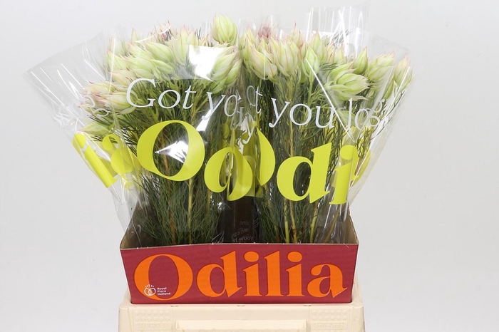 <h4>Blushing Bride Ayoba Bridal Star</h4>