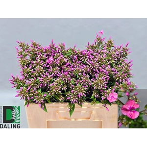 PHLOX P PINK EYES