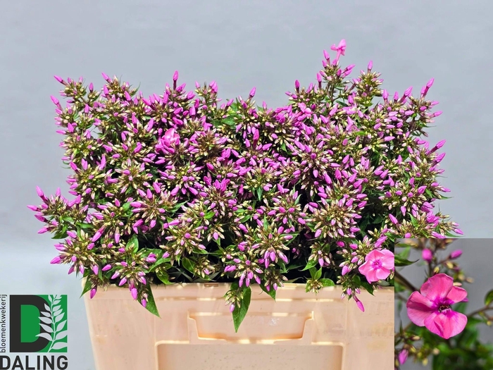 <h4>PHLOX P PINK EYES</h4>