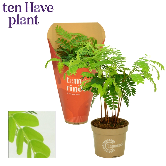 <h4>Tamarinde 12 cm in Hoes</h4>