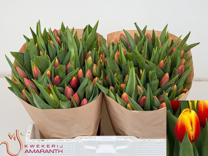 <h4>TU EN REPLAY</h4>