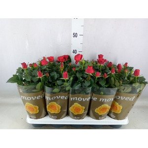 Rosa  'Red Beau Monde'