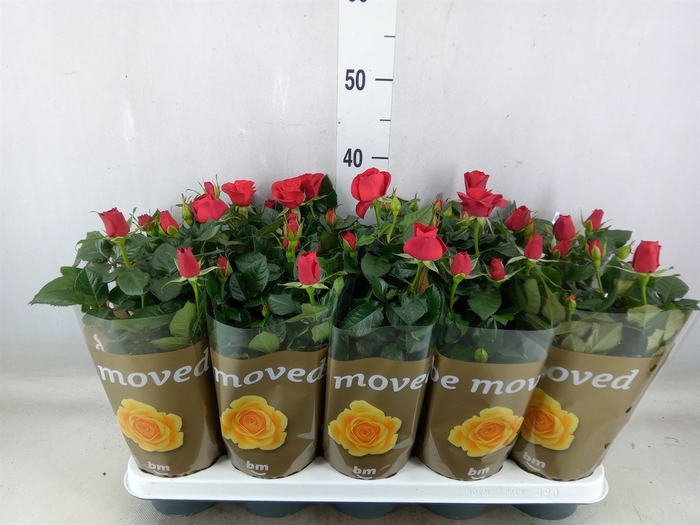 <h4>Rosa  'Red Beau Monde'</h4>