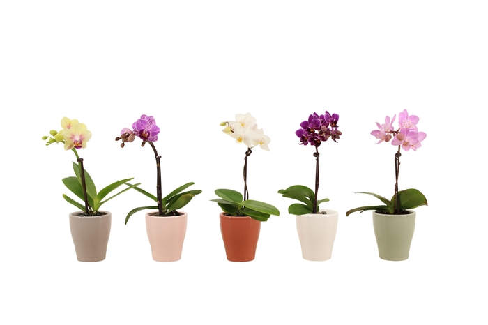 <h4>Anna Tiny Dolls Mix 1T7+</h4>