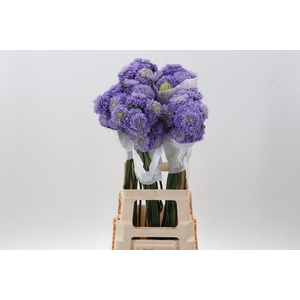 Scab Tea Berry Bon Bon 70cm ECU