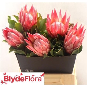 Protea Cy Clare