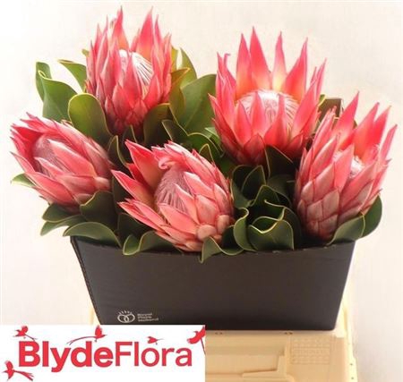 <h4>Protea Cy Clare</h4>