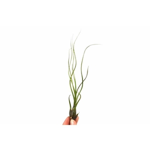 Tillandsia variés