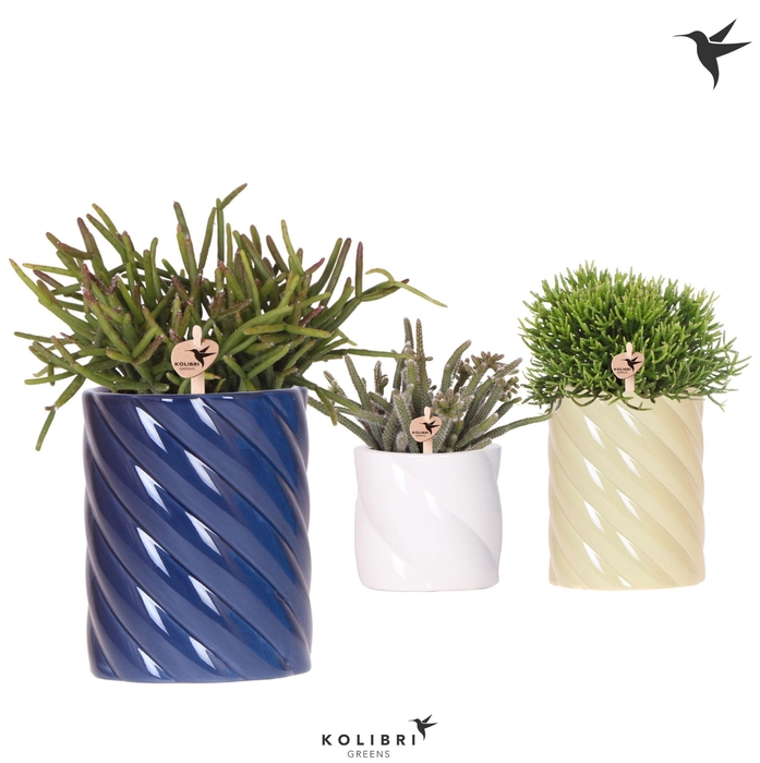 <h4>Kolibri Greens Rhipsalis mix in Candy pot blue mix</h4>