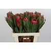 Protea Brenda