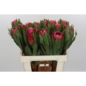 Protea Brenda