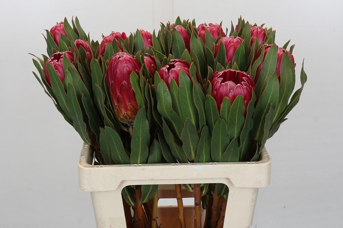 Protea Brenda