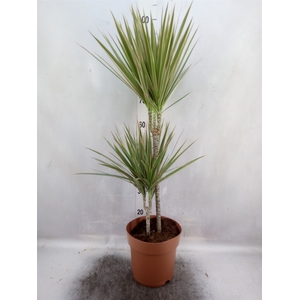 Dracaena marg. 'Bicolor'