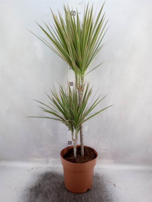 Dracaena marg. 'Bicolor'