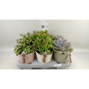 Succulents   ...