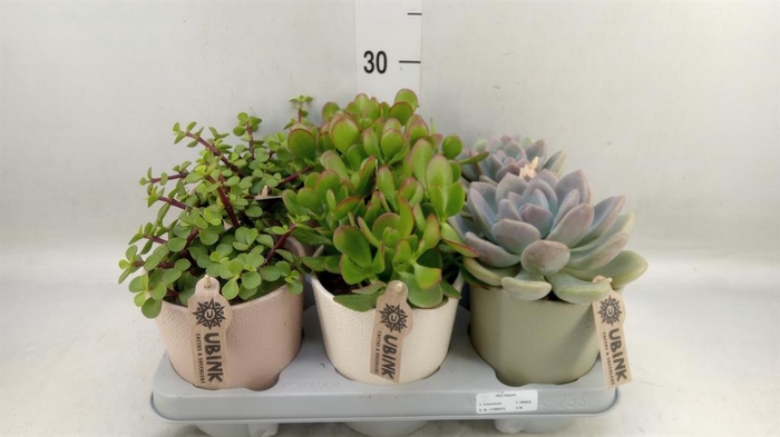 <h4>Succulents   ...</h4>
