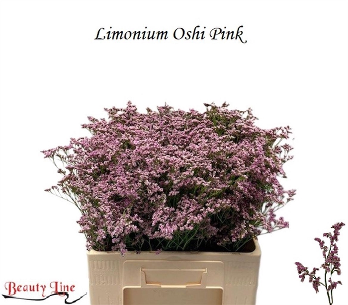 <h4>LIM SAF OSHI PINK</h4>