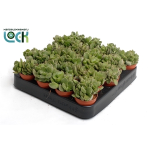 Cotyledon Ladismithiensis tanz