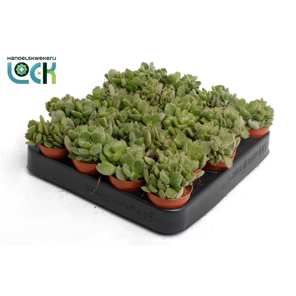 <h4>Cotyledon Ladismithiensis tanz</h4>