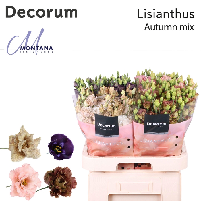 <h4>Lisianthus Autumn mix 70cm</h4>