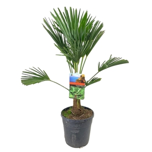 Trachycarpus wagnerianus