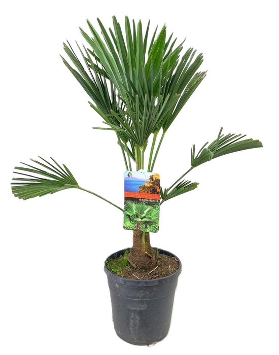 <h4>Trachycarpus wagnerianus</h4>