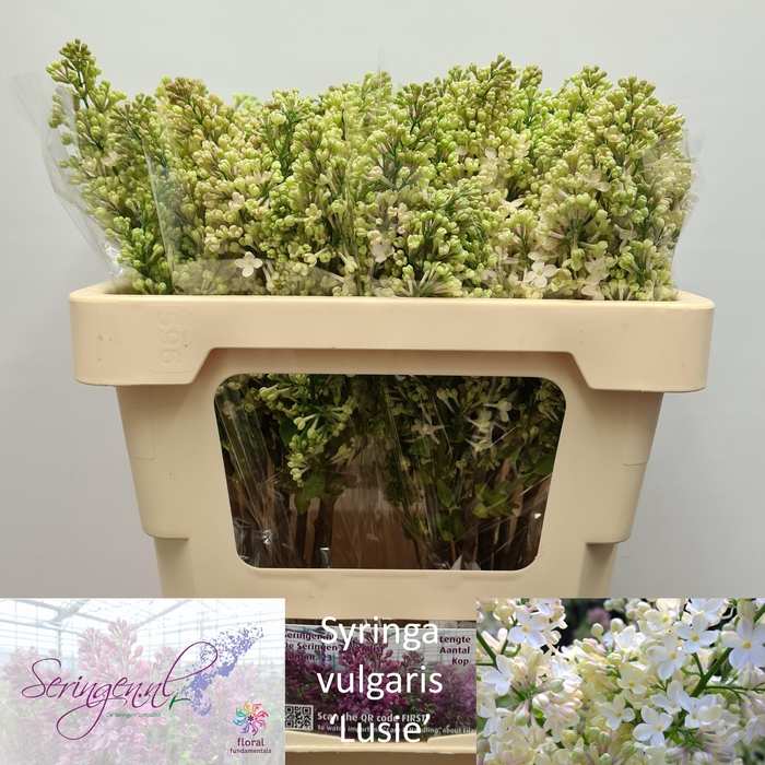 <h4>SYR V PRIMROSE</h4>